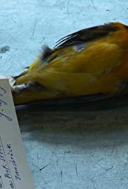 Natural History (2