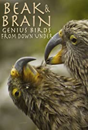 Beak & Brain Geni