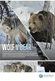 Wolf vs Bear (2018