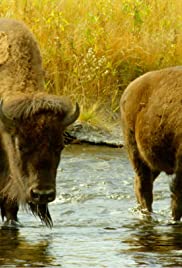 The Last Buffalo (