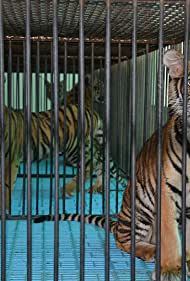 The Tiger Mafia (2