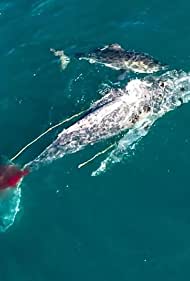 Shark vs. Whale (2
