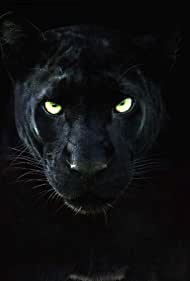 The Real Black Pan