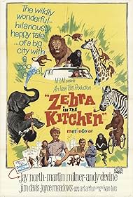 Zebra in the Kitch