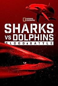 Sharks vs Dolphins
