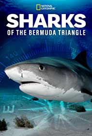 Sharks of the Berm
