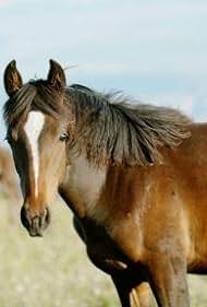 American Horses (2