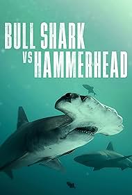 Bull Shark Vs Hamm