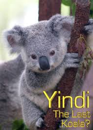 Yindi the Last Koa