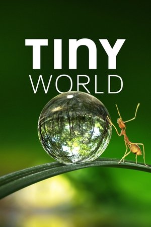 Tiny World (2020 )
