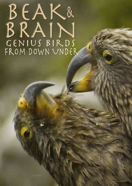 Beak & Brain Genius Birds from Down Under (2013) Poster