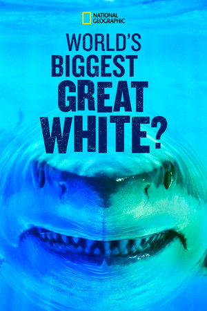 Worlds Biggest Great White Shark (2019)