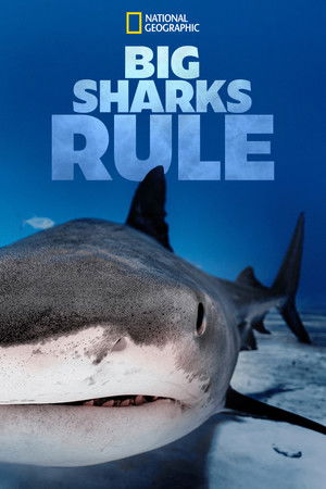 Big Sharks Rule (2018–)