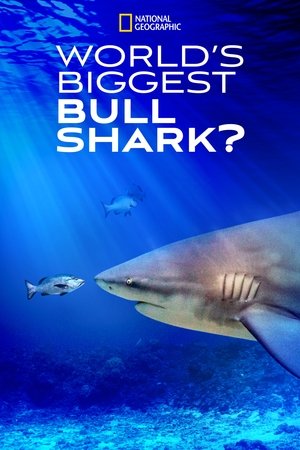 Worlds Biggest Bull Shark? (2021)