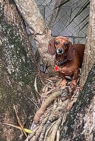 Big Dogs Little Do