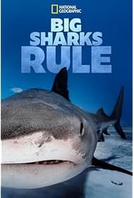 Big Sharks Rule (2