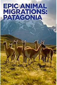 Epic Animal Migrat