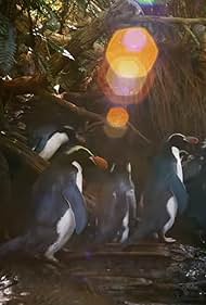 Penguins Meet the 