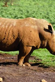 Africas Super Seve